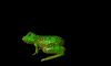 froggy2.gif (7713 bytes)
