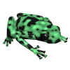 greenpoisondartfrog.JPG (70187 bytes)