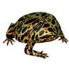 ornatehornedfrog.JPG (89899 bytes)