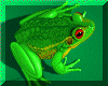 Frog1.gif (35064 bytes)