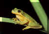 Frog2.jpg (225837 bytes)